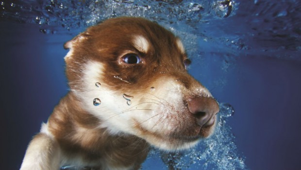 Underwater Puppies - Seth Casteel - Hachette - Hodder - The Clothesline