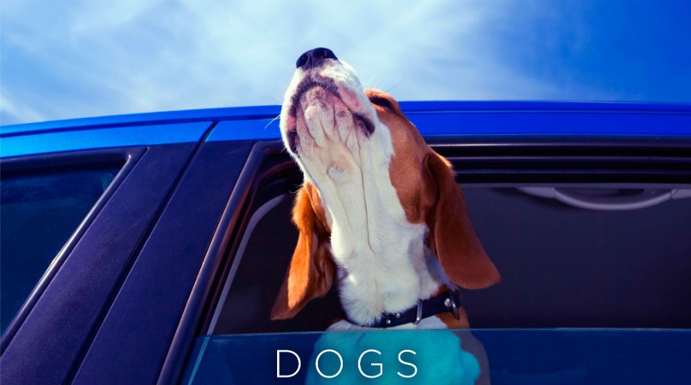 DOGS HANGING OUT OF WINDOWS: For Pooch Lovers Everywhere ~ Book Review