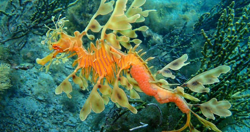 Leafy Seadragon - Image by Steve Jones - The Seadrogons - The Clothesline